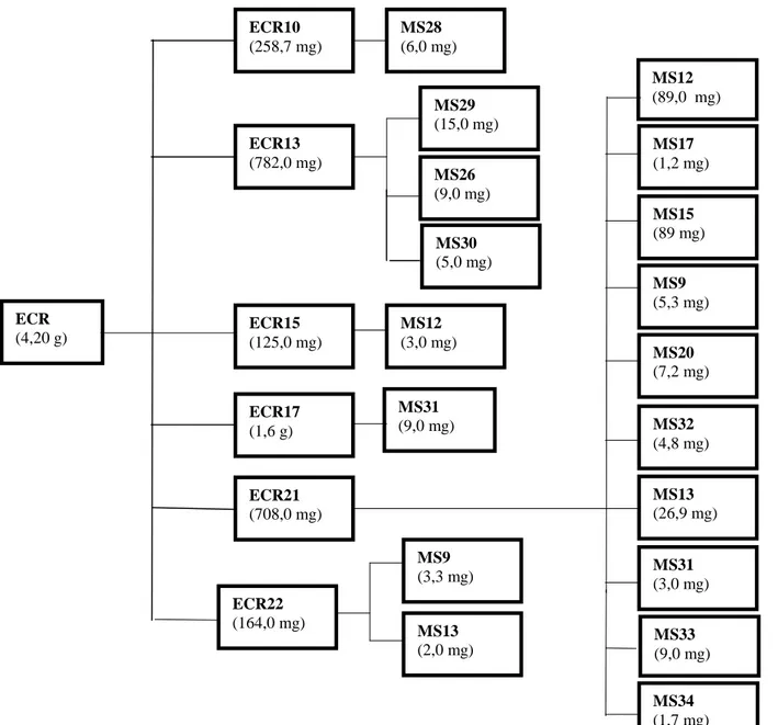 Figura 11: frações obtidas de ECR por métodos cromatográficos diversos. MS9: -sitosterol;   