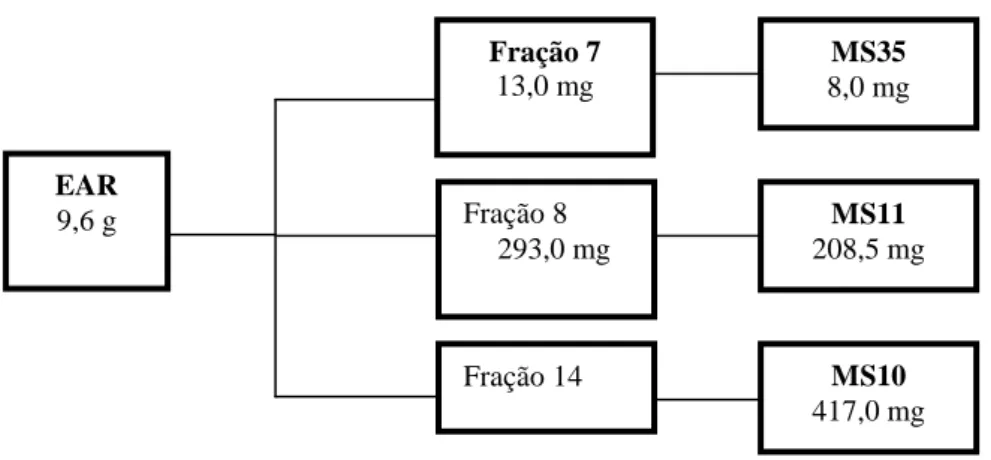 Figura  12-  Frações  obtidas  de  EAR  por  diversos  métodos  cromatográficos.  MS10 :  4’-  O-