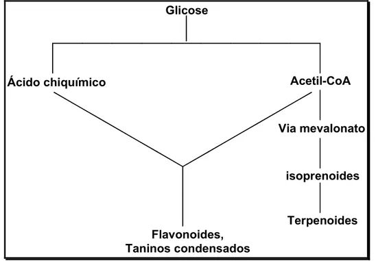 Figura  3:  Representação  simplificada  do  ciclo  biossintético  dos  metabólitos  secundários terpenoides, que ocorrem em plantas do gênero Maytenus  (adaptado de SANTOS, 2001)