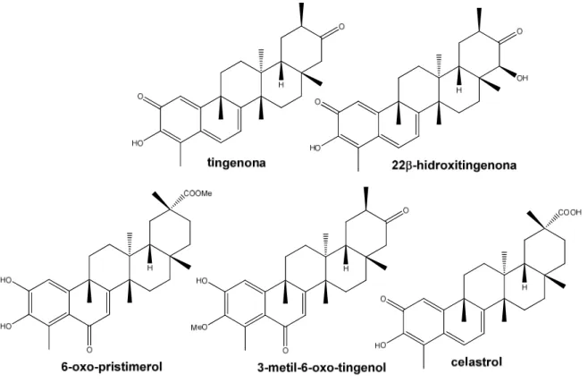 Figura 9: Estrutura química dos triterpenos quinonametídeos e aromáticos isolados  de M