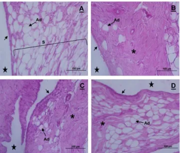 Figure 2. Synovial membrane photomicrographs of the knee  articulation of Wistar rats in control (A), G1 (B), G2 (C) and  G3 (D); sagittal section, hematoxylin and eosin coloration