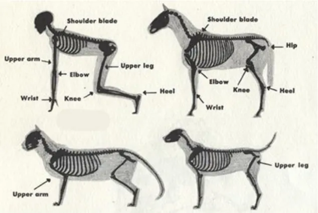 Figura 2.4 Posição anatómica dos diferentes membros em diferentes animais (Rube, Milton, &amp; Ai, 1956) 