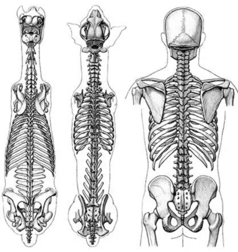 Figura 2.5 Comparação da coluna vertebral entre cavalo (esquerda), cão (centro) e homem (direita)  (Goldfinger, 2004) 