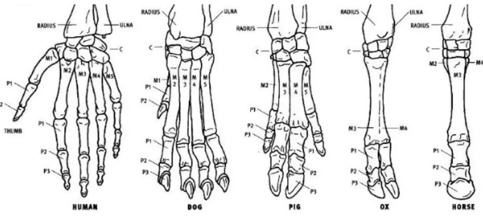 Figura 2.6 Comparação entre a anatomia óssea da mão do homem e de animais (Goldfinger, 2004) 