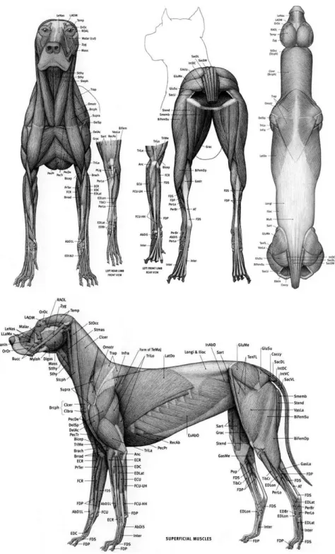 Figura 2.10 Anatomia muscular do cão (Goldfinger, 2004) 