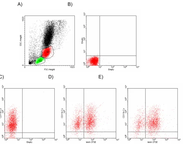 FIGURA 2 - Expressão de CD11b em monócitos – Citometria de fluxo. A) Separação das células por tamanho e  granulação