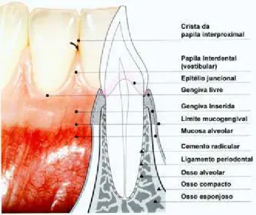 Figura 3.1 Estruturas de suporte e proteção do elemento dental.  Fonte: www.solucoesemodontologia.com.br 