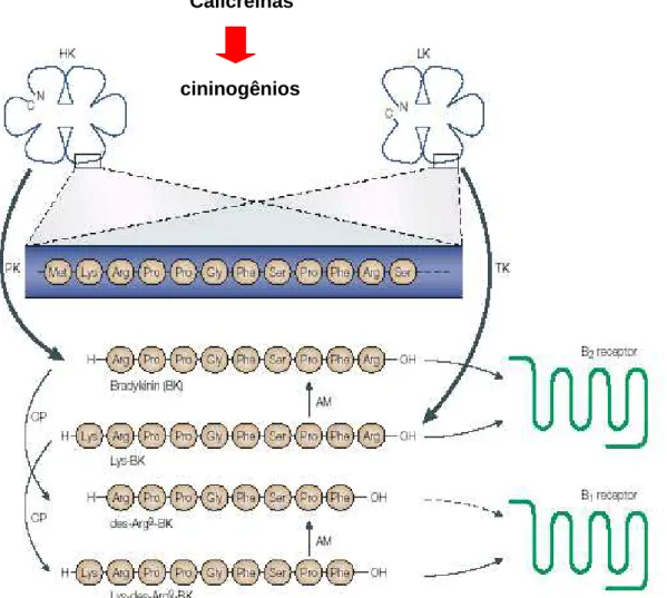 Figura 8. Sistema cinina-calicreínas e receptores Calicreínas 