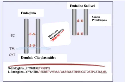 Figura 4:  Membrana ligada e formas solúveis de endoglina. Adaptado de  (Huret, 2015) 