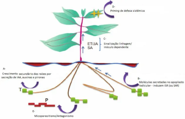 Fig. 3. Controle biológico promovido por Trichoderma spp . T- Trichoderma, P- patógeno
