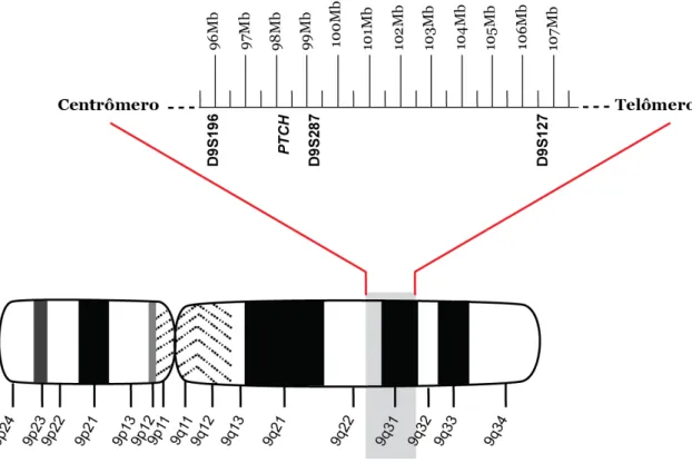 Figura 4 – Localização dos marcadores de microssatélite na região cromossômica 9q22.3-31,  associada    ao  gene  PTCH