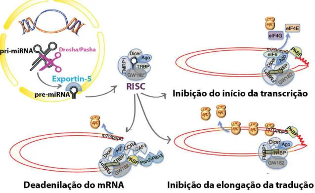 Figura  5  –  Passos  e  moléculas  envolvidas  no  processamento  e  função  dos  miRNAs