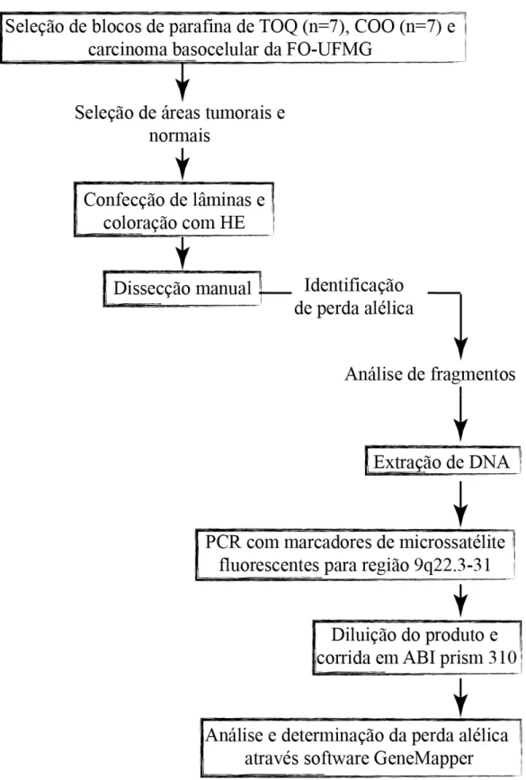 Figura 7 – Mapa conceitual-metodológico do estudo da perda alélica do gene PTCH em cisto  odontogênico ortoqueratinizado e tumor odontogênico queratocístico