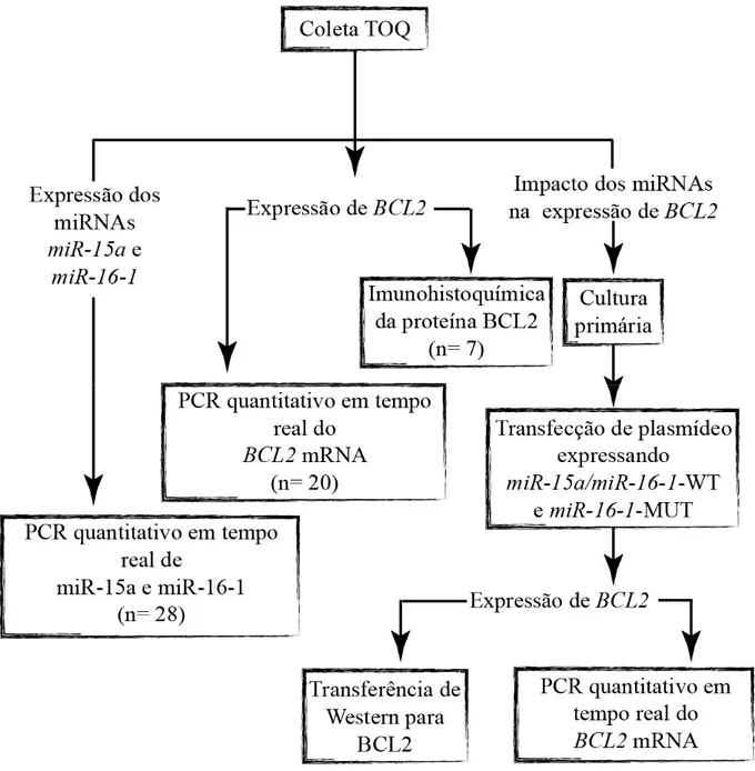 Figura 8 – Mapa conceitual-metodológico do estudo da expressão de mir-15a/16-1 e do gene 