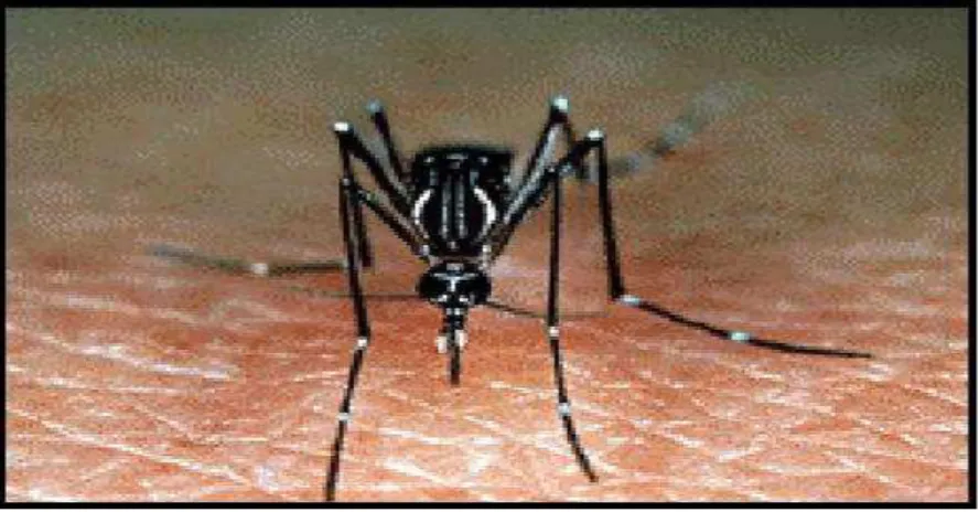 Figura 1. Fêmea do mosquito Aedes aegypti realizando hematofagia .                       