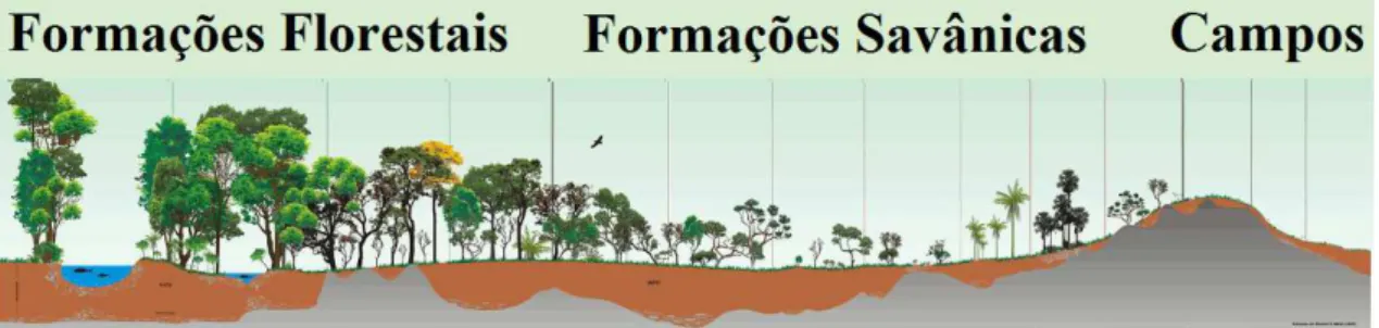 Figura  6:  Representação  esquemática  das  principais  fitofisionomias  do  Cerrado:  Formações  Florestais  (Matas);  Formações  Savânicas  (Cerrados  e  Veredas)  e  Campos  (Modificado  de  Ribeiro &amp; Walter, 2008)