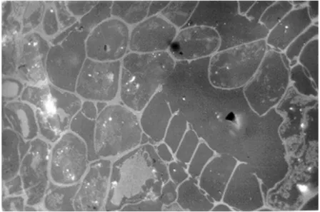FIGURA 3.8 - MICROGRAFIA DO MACERAL RESINITA: Pequenos corpos  arredondados ou ovais, cor variando de preto a cinza