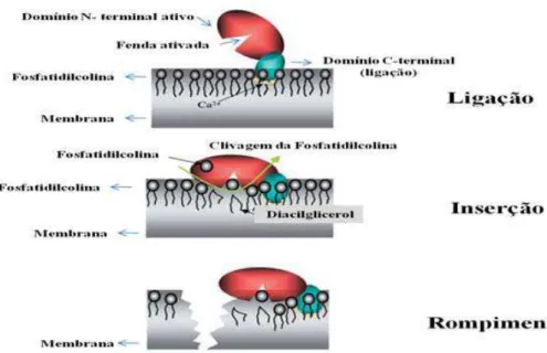 Figura 1.  Ação da toxina alfa de Clostridium perfringens em células eucariotas. 
