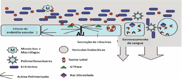 Figura 2.  Mecanismo de ação da toxina letal de Clostridium sordellii.  