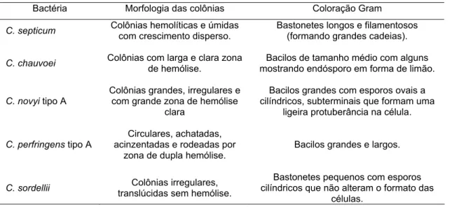 Tabela  5.  Caracterização das cepas de referência de clostrídios histotóxicos quanto a  morfologia das colônias obtidas em ágar sangue e pela coloração de Gram