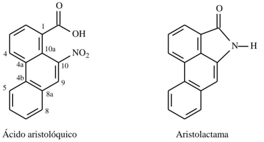Figura I.1. Esqueleto básico de ácidos aristolóchicos e aristolactamas isolados de espécies do  gênero Aristolochia