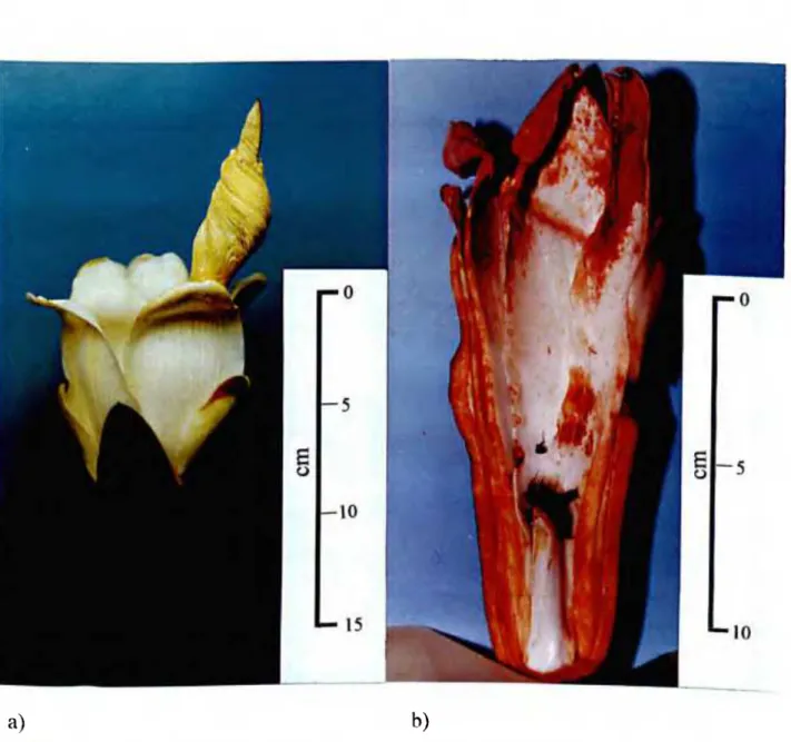 Figura M a) Flor de Ochroma lagopm. b) Corte longituginal mostrando  algumas abelhas mortas