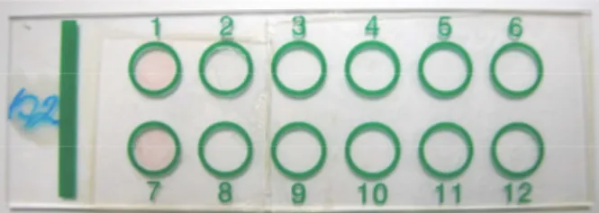 Figura 2 – Lâmina (Perfecta) para sorologia. 1: Controle positivo 1:30; 7: Controle positivo 1:60;  2  e  8:  Controles  negativos;  3  e  9,  4  e  10,  5  e  11,  6  e  12  para  as  amostras  testadas  nas  diluições de 1:30 e 1:60, respectivamente