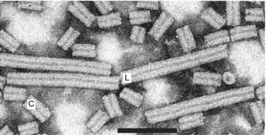 Figura  1  -  Micrografia  mostrando  as  partículas  de  PepRSV  associadas  às  mitocôndrias