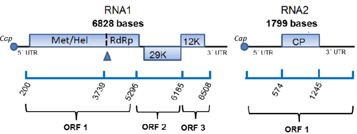 Figura 2 - Representação esquemática do mapa genômico de PepRSV. O RNA 1 possui 6828  bases e codifica as subunidades pequena e grande (por read-through ribossomal) da replicase,  a possível proteína de movimento célula-a-célula (p29) e o possível supresso