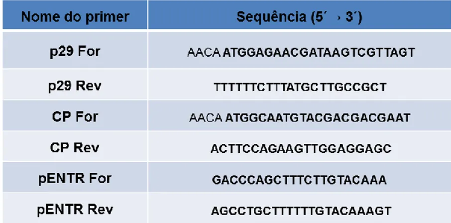 Tabela  1  - Primers  utilizados  nas  reações  de  PCR  para  a  amplificação  de  p29,  CP  e  pENTR  2B