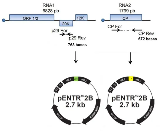Figura  5  -  Mapa  genômico  de  PepRSV  e  as  regiões  genômicas  amplificadas  por  RT-PCR  e  clonados  em  pENTR  2B,  na  região  adjacente  ao  gene ccdB