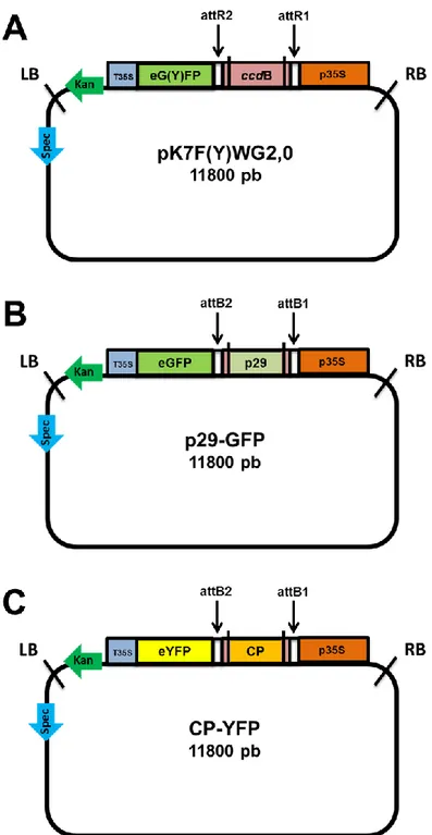 Figura  7  -  Representação  esquemática  do  mapa  genético  do  pK7F(Y)WG2,0  (A),  com  a  proteína  p29  fusionada  à  região  N-terminal  da  proteína  fluorescente  GFP  (green  fluorescent   protein) (B), e com a proteína CP fusionada à região  N-te