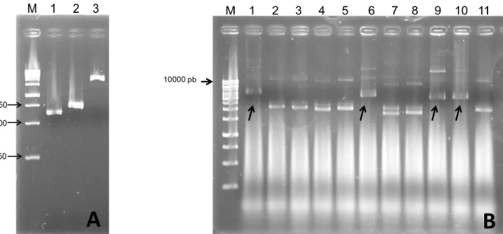 Figura 8 - Eletroforese em gel de agarose 1% mostrando em (A)- produtos da amplificação por  PCR de CP e p29 de PepRSV e do vetor pENTR 2B