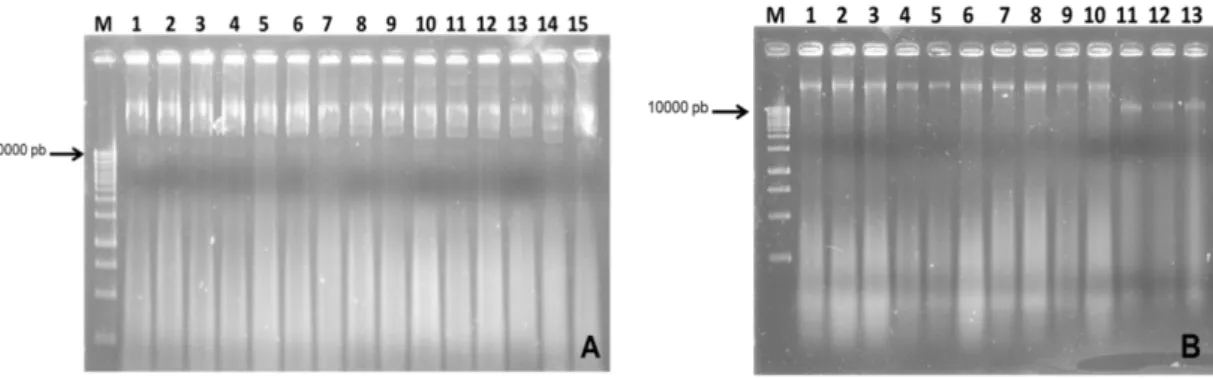 Figura  10  -  Eletroforese  em  gel  de  agarose  1  %  mostrando  o  resultado  da  extração  de  DNA  plasmidial  de  pK7F+p29  (A,  poços  1  a  15)  e  pK7Y+CP  (B,  poços  1  a  13)