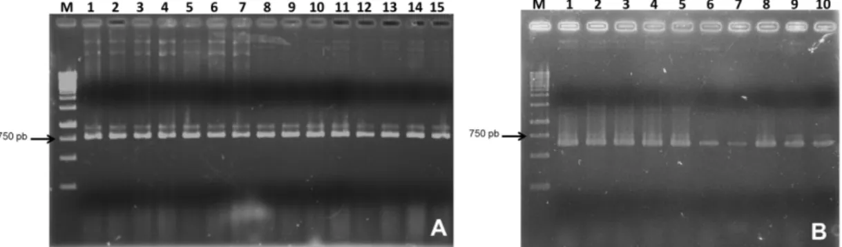 Figura  11  -  Eletroforese  em  gel  de  agarose  1%  mostrando  em  M  -  Marcador  de  tamanho  molecular GeneRuler 1kb DNA Ladder (Fermentas); (A), poços 1 a 15 - confirmação por PCR  das  clonagens  de  p29  no  vetor  pK7FWG2,0  e  (B),  poços  1  a 