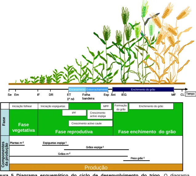 Figura  5  Diagrama  esquemático  do  ciclo  de  desenvolvimento  do  trigo.  O  diagrama  identifica as fases, sementeira (Se), emergência (Em), iniciação floral (IF), ‘’Double ridge’’ (DR),  formação da espigueta terminal (ET), espigamento (Esp), ântese 