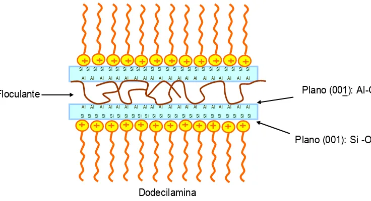 Figura 3.16: Esquema de formação do flóculo de caulinita na presença de amina e  floculante