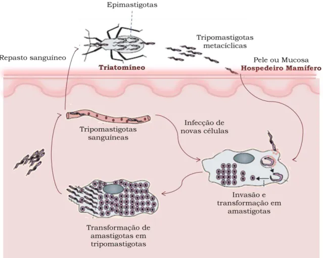 Figura 1  – Ciclo de vida do parasito Trypanosoma cruzi.  O ciclo de vida deste parasito  alterna-se  entre  hospedeiros  vertebrados,  principalmente  mamíferos,  e  insetos  reduvídeos  hematófogos  da  família  Triatominae,  com  diferentes  estágios  d