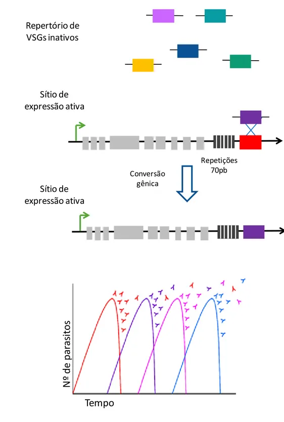 Figura  3  –  Variação  antigênica  em  T.  brucei. A)  A  conversão  gênica  copia  uma  VSG  inativa (box roxo) para um sítio de expressão ativa substituindo a VSG presente (box vermelho)