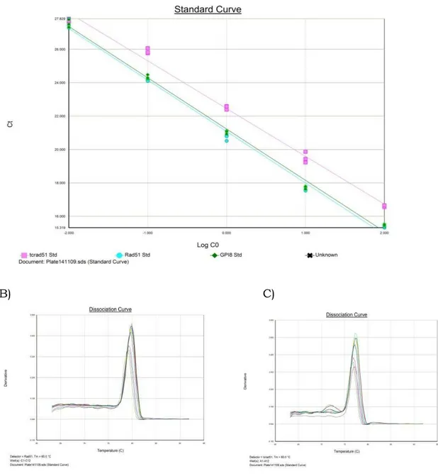 Figura 7  – PCR quantitativo em tempo real para TcRad51 e TbRad51.  A)  Curva  padrão para o cálculo de eficiência dos conjuntos de iniciadores para TcRad51 (curva em rosa),  TbRad51 (curva em azul) e GPI-8 (curva em verde)