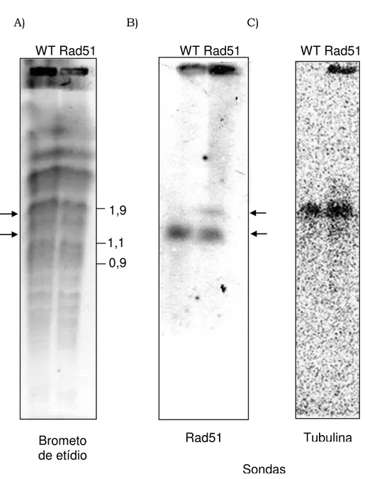 Figura 8: PFGE e Southern blot de DNA extraído de T. cruzi selvagem (WT)  e  transfectado  com  TcRad51  (Rad51)