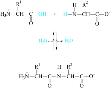 Figura  1.1  –  Formação  de  uma  ligação  peptídica  pela  condensação  de  dois  aminoácidos.