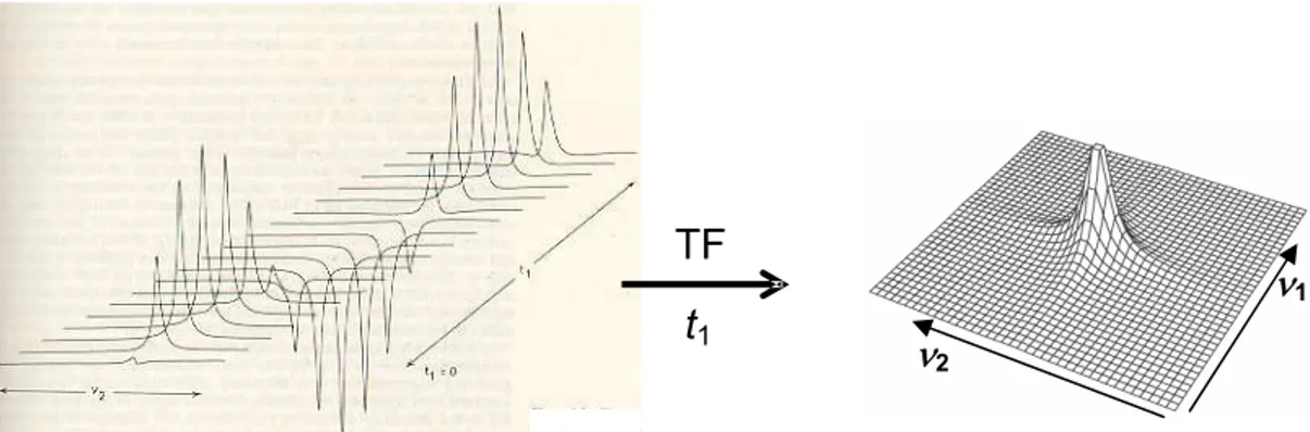 Figura 1.7 – Espectros de RMN adquiridos em t 2  e modulados em t 1 . Seguindo-se 