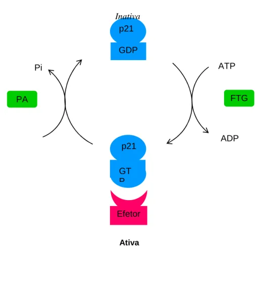 Figura  5-  A  atividade  das  proteínas  RAS  é  regulada  por  um  ciclo  de  ligação  e  hidrólise de nucleotídeo guanina