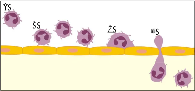 Figura 1. Representação esquemática das etapas observadas durante a migração transendotelial dos  leucócitos