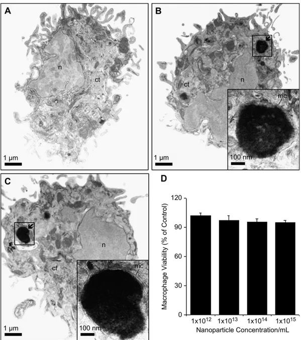 Fig. 4. Transmission electron micrographs of bronchoalveolar lavage macrophages obtained from control mice (A), and from mice 4 h (B) and 12 h (C) after treatment with MNPs- MNPs-DMSA