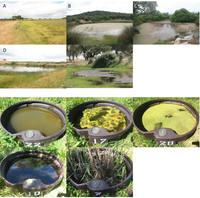 Figure 1- Aquatic systems used in the experiment. A-E) natural ponds; F-J) mesocosms