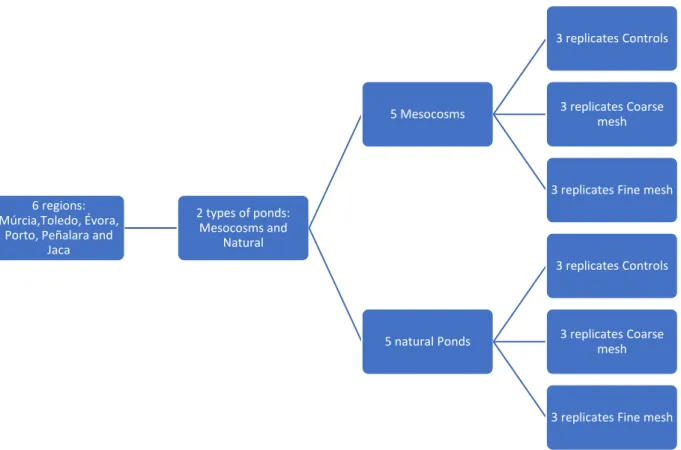 Figure 4- Net bags used in the decomposition experiment. A) Fine mesh bag (FN), which gives microbial  decomposition (MD); B) Coarse mesh bag (CR), which gives total decomposition (TD); C) Controls; D)  Experiment placed in mesocosms; and, E) Experiment pl