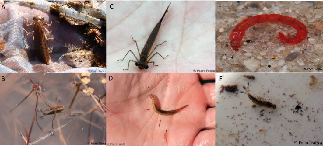 Figure 9- Major groups of macroinvertebrates present in the samples. A –Dragonfly (Anax sp.); B –Water strider (Gerris sp.); C –Damselfly (Zygoptera); D – Beetle larvae  (Dytiscidae); E- Chironomid larvae (Chironomus sp.); F- Mayfly Larvae (Baetidae).