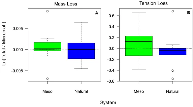 Figure 13- Ratio between treatments in Mesocosms (Meso) and Natural Ponds (Natural) for Mass loss (A)  and Tension loss (B)